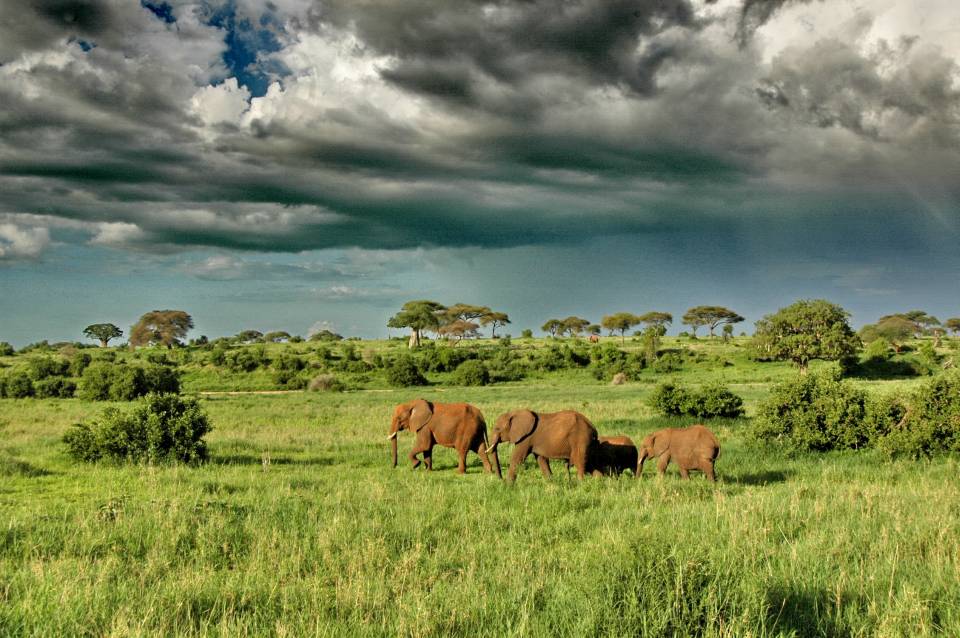 Tanzania Safaris 